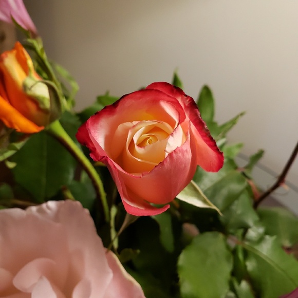 Not 4 sale-just to enjoy the beauty of nature❤ - Picture 1 of 4